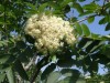 4168?width=100&height=80&name=sorbus-sco