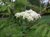 4169?width=100&height=80&name=sorbus-tia