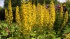 416?width=100&height=80&name=ligularia-s