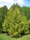 4173?width=100&height=80&name=thuja-occi