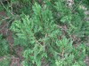 4174?width=100&height=80&name=thuja-occi