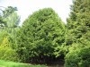 4175?width=100&height=80&name=thuja-occi