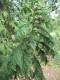 4176?width=100&height=80&name=thuja-occi