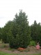 4177?width=100&height=80&name=thuja-occi