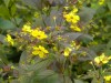 417?width=100&height=80&name=lysimachia-