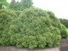 4182?width=100&height=80&name=thuja-occi