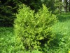 4183?width=100&height=80&name=thuja-occi