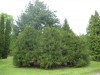 4185?width=100&height=80&name=thuja-occi