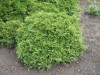 4186?width=100&height=80&name=thuja-occi