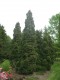 4187?width=100&height=80&name=thuja-occi