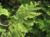 4189?width=100&height=80&name=thuja-occi