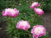 418?width=100&height=80&name=paeonia-lac