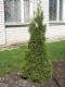 4190?width=100&height=80&name=thuja-occi