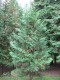 4191?width=100&height=80&name=thuja-occi