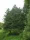 4192?width=100&height=80&name=thuja-occi