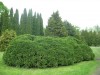 4193?width=100&height=80&name=thuja-occi