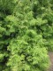 4194?width=100&height=80&name=thuja-occi