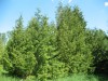 4195?width=100&height=80&name=thuja-occi