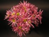 4197?width=100&height=80&name=chrysanthe