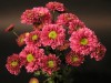 4198?width=100&height=80&name=chrysanthe