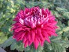 4199?width=100&height=80&name=chrysanthe