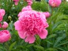 419?width=100&height=80&name=paeonia-lac