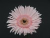 41?width=100&height=80&name=gerbera-jame