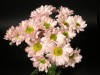 4200?width=100&height=80&name=chrysanthe