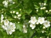 4202?width=100&height=80&name=crataegus-