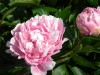 420?width=100&height=80&name=paeonia-lac