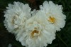 421?width=100&height=80&name=paeonia-lac