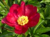 422?width=100&height=80&name=paeonia-lac