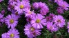 4237?width=100&height=80&name=aster-dumo