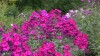 423?width=100&height=80&name=phlox-panic