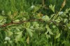 4244?width=100&height=80&name=crataegus-