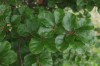 4245?width=100&height=80&name=fagus-sylv