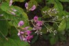 4247?width=100&height=80&name=lespedeza-