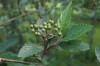 4257?width=100&height=80&name=sorbus-arr