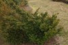 4260?width=100&height=80&name=taxus-bacc