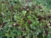 4282?width=100&height=80&name=vaccinium-