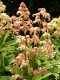 429?width=100&height=80&name=rodgersia-s