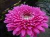 42?width=100&height=80&name=gerbera-jame