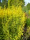 432?width=100&height=80&name=solidago-ne