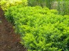 433?width=100&height=80&name=solidago-x-