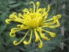 438?width=100&height=80&name=chrysanthem