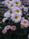 440?width=100&height=80&name=chrysanthem