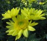 441?width=100&height=80&name=chrysanthem