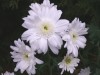 445?width=100&height=80&name=chrysanthem