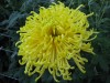 446?width=100&height=80&name=chrysanthem