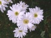 447?width=100&height=80&name=chrysanthem